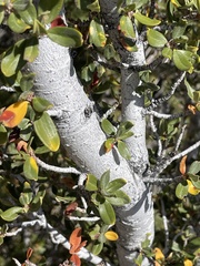 Cercocarpus ledifolius intermontanus