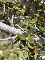 Cercocarpus ledifolius intermontanus