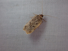Hoplostega ochroma
