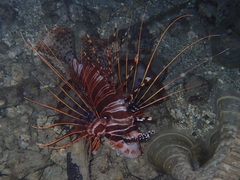 Pterois antennata