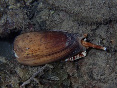 Conus striatus