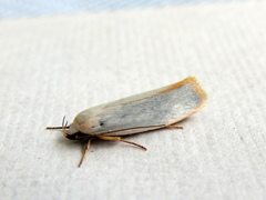 Xylorycta assimilis