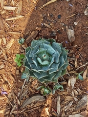 Agave potatorum