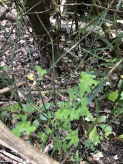 Genista monspessulana