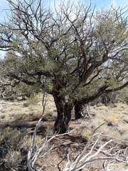 Cercocarpus ledifolius intermontanus