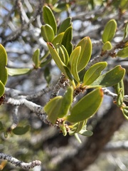 Cercocarpus ledifolius intermontanus