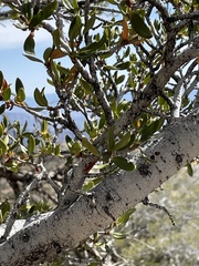 Cercocarpus ledifolius intermontanus