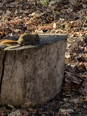 Tamiasciurus hudsonicus