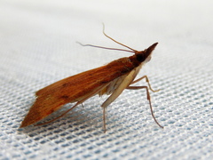 Uresiphita ornithopteralis