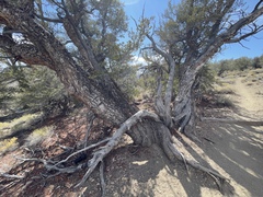Cercocarpus ledifolius intermontanus