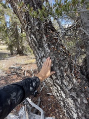 Cercocarpus ledifolius intermontanus