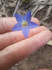 Wahlenbergia stricta