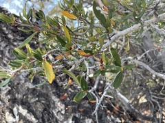 Cercocarpus ledifolius intermontanus