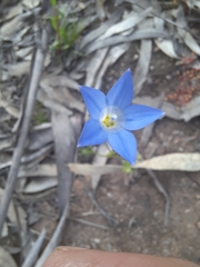 Wahlenbergia stricta
