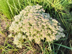Helichrysum spiralepis