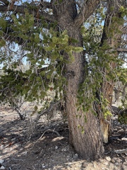 Pinus longaeva