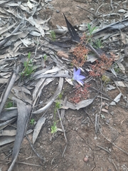 Wahlenbergia stricta