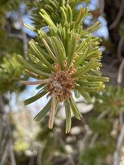 Pinus longaeva