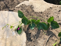 Dolichos falciformis