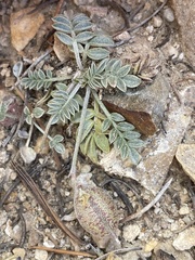 Astragalus platytropis