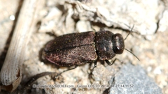 Anthaxia quadripunctata