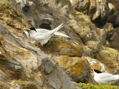 Sterna striata striata