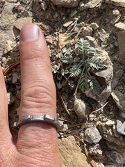 Astragalus platytropis