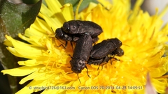 Anthaxia quadripunctata