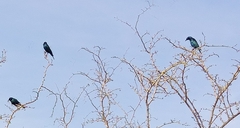 Lamprotornis chalybaeus