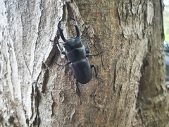 Dorcus rectus