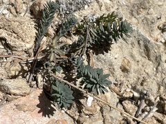 Linum lewisii
