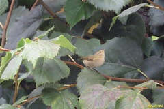 Phylloscopus
