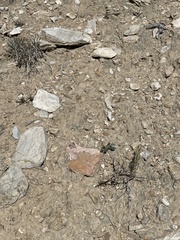 Linum lewisii