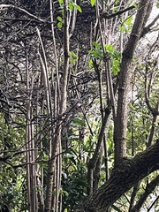 Rhipidura fuliginosa fuliginosa