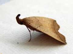Simplicia armatalis