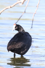 Fulica cristata