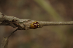 Paropsis maculata
