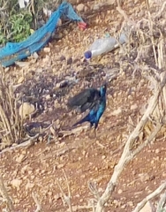 Lamprotornis chalybaeus