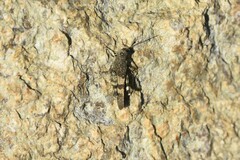 Oedipodinae