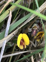 Bossiaea prostrata