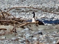 Branta canadensis maxima