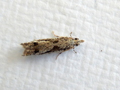 Holocola thalassinana