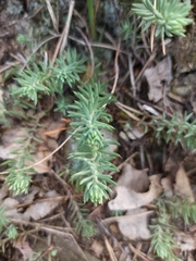 Petrosedum