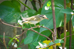 Phylloscopus coronatus