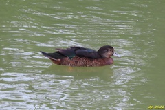 Anas platyrhynchos × Cairina moschata