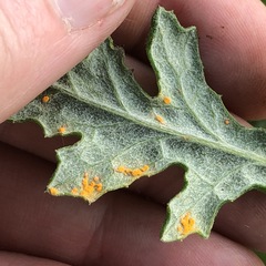 Coleosporium