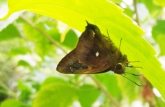 Hasora badra