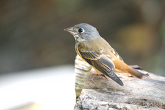 Muscicapa ferruginea