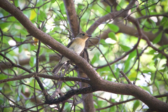 Cyornis glaucicomans