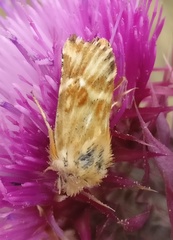 Pseudanthoecia tumida